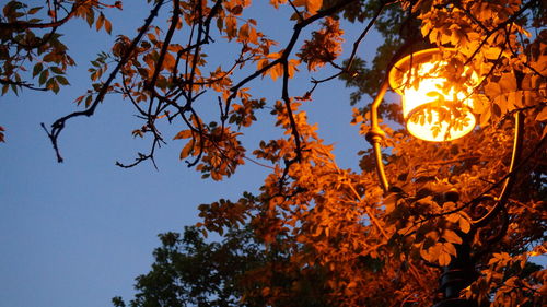 Low angle view of trees against sky during autumn