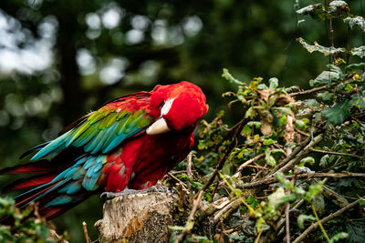 Close-up of parrot perching on tree