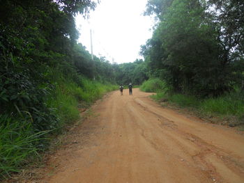 Dirt road passing through forest