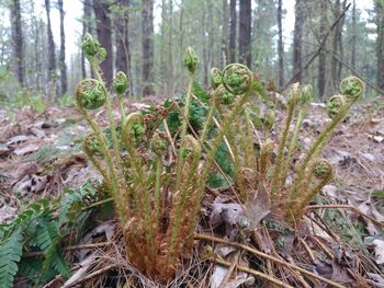 Plants growing on land in forest