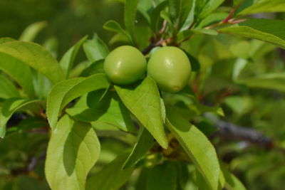 Close-up of fruits on tree