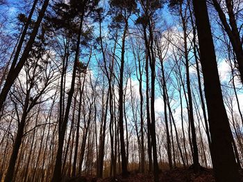 Low angle view of trees in forest against sky