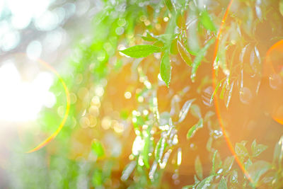 Close-up of plant leaves in water