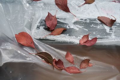 High angle view of autumn leaves in water