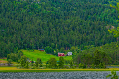 Scenic view of lake in forest