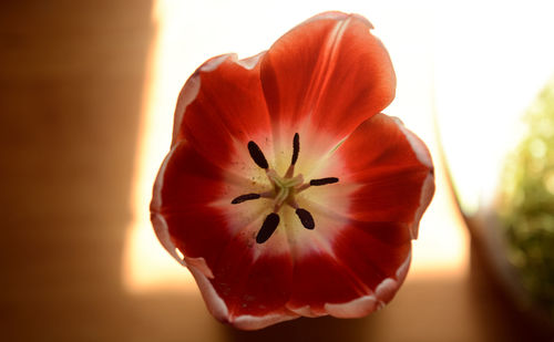 Close-up of red flower