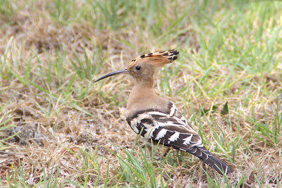 Bird perching on a field