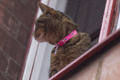 Close-up of a cat looking away