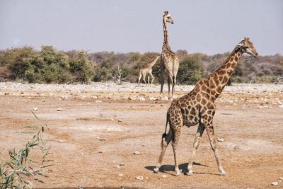 Giraffe standing on landscape