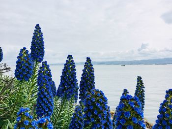 Close-up of plants by sea against sky