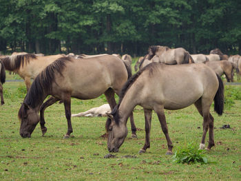 Wild horses in germany