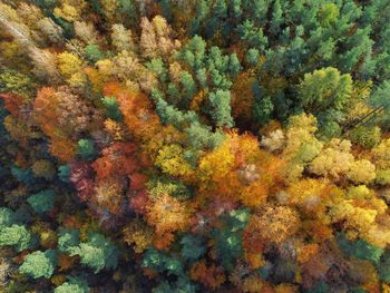 Full frame shot of multi colored autumn tree