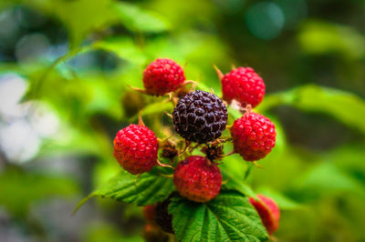 Close-up of strawberries on plant