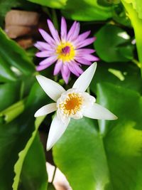 Close-up of purple lotus water lily