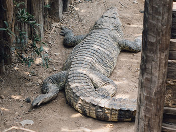 Lizard on ground