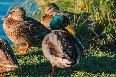 Mallard duck on field