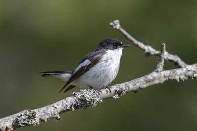 Close-up of bird perching on branch