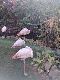 Plant growing on tree