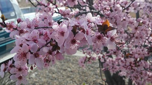 Close-up of pink cherry blossom tree