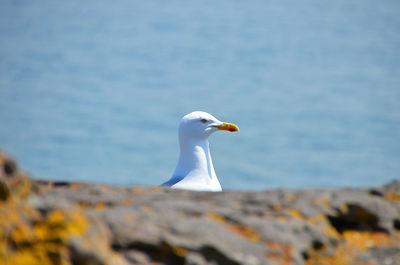 Bird flying over white background