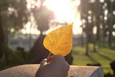 Close-up of hand holding autumn leaves