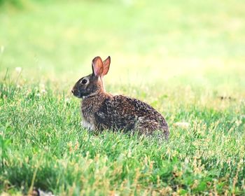 Close-up of rabbit on field