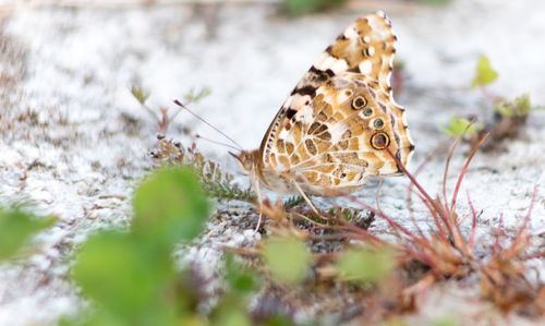 Close-up of butterfly on the ground