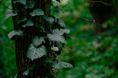Close-up of flowering plant in forest