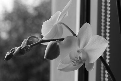 Close-up of white flowering plant