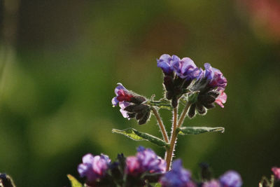 Close-up of bumblebee on plant