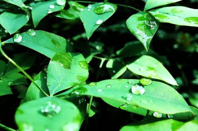 Close-up of water drops on leaves