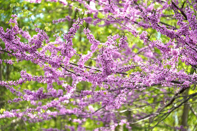 Suspended blossoms on a tree