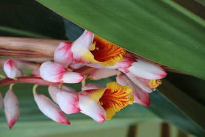 Close-up of pink flowers