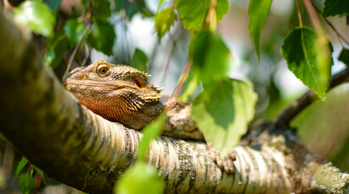 Low angle view of bearded dragon on tree during sunny day