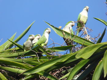 Low angle view of bird perching on plant against sky