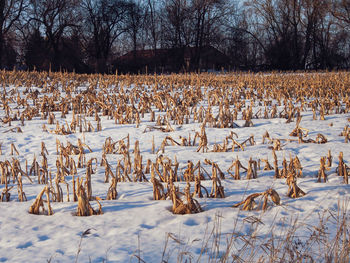 Bare trees on field during winter