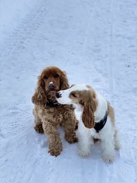 Dog sitting on snow covered land