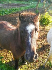 Horses grazing on field