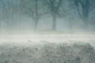 Full frame shot of wet tree during winter