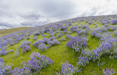 Purple flowering plants on field against sky