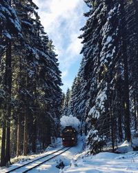 Snow covered trees against sky