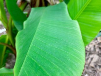 Close-up of green leaf