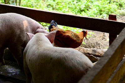 View of two cats on wood