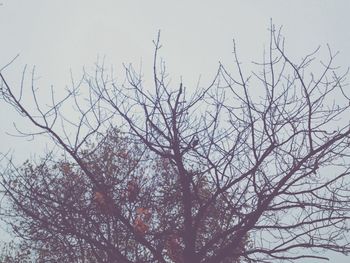 Low angle view of bare trees against sky