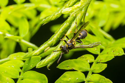 Close-up of insect on plant