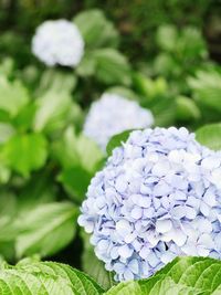 Close-up of purple hydrangea