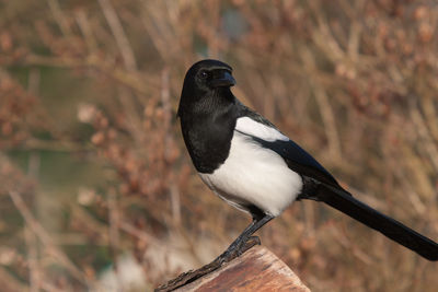 The magpie, our cleverest bird on a forest trunk