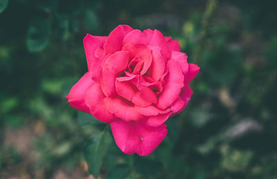 Close-up of pink rose