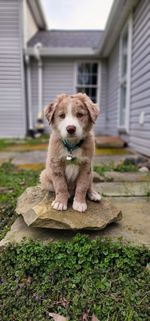 Puppy on a rock