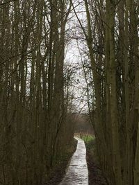 Narrow walkway along trees in park